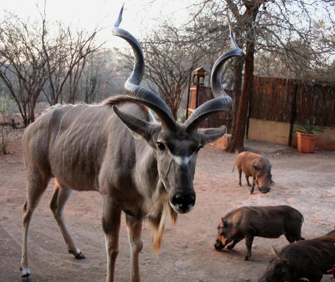 Kiburi Lodge @ Kruger, A Secluded Bushveld Getaway Marloth Park Zewnętrze zdjęcie