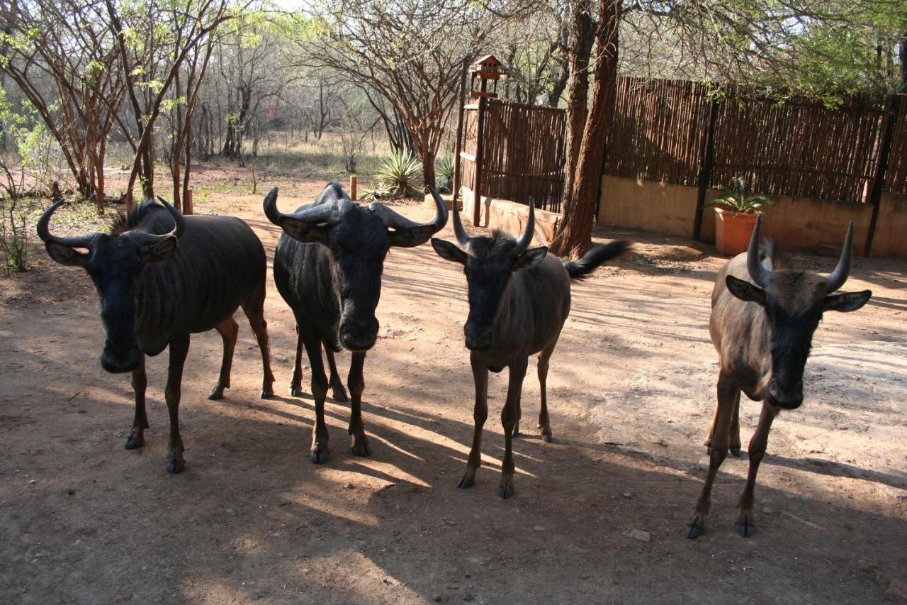 Kiburi Lodge @ Kruger, A Secluded Bushveld Getaway Marloth Park Zewnętrze zdjęcie