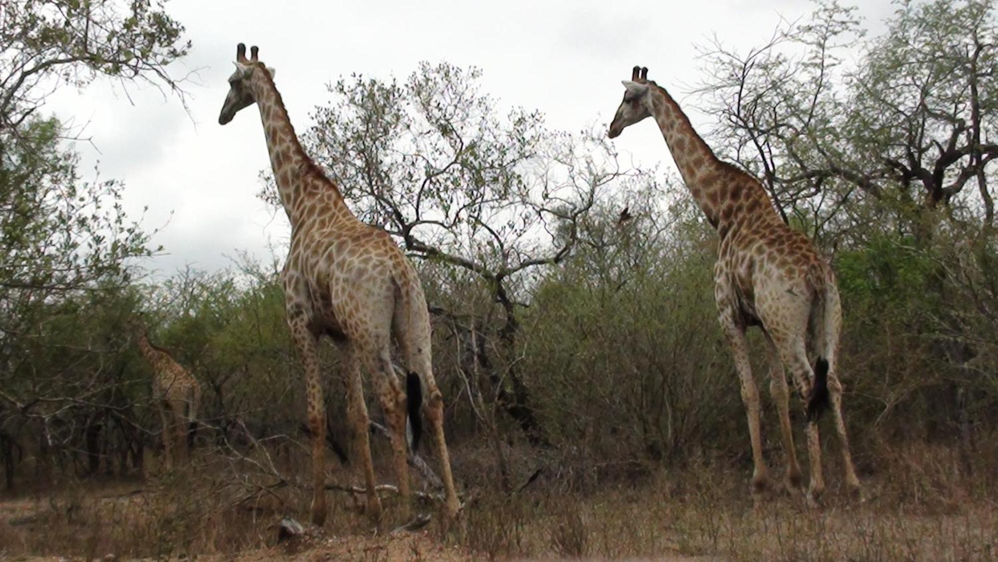 Kiburi Lodge @ Kruger, A Secluded Bushveld Getaway Marloth Park Zewnętrze zdjęcie