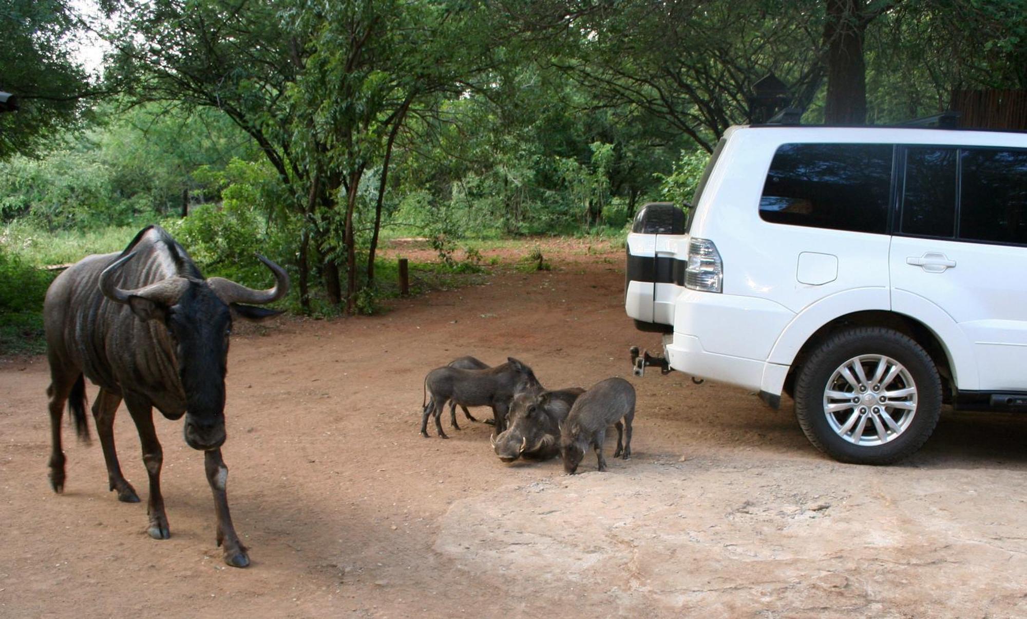 Kiburi Lodge @ Kruger, A Secluded Bushveld Getaway Marloth Park Zewnętrze zdjęcie