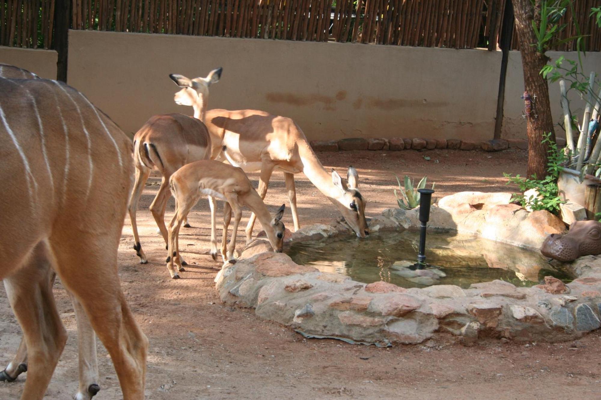 Kiburi Lodge @ Kruger, A Secluded Bushveld Getaway Marloth Park Zewnętrze zdjęcie