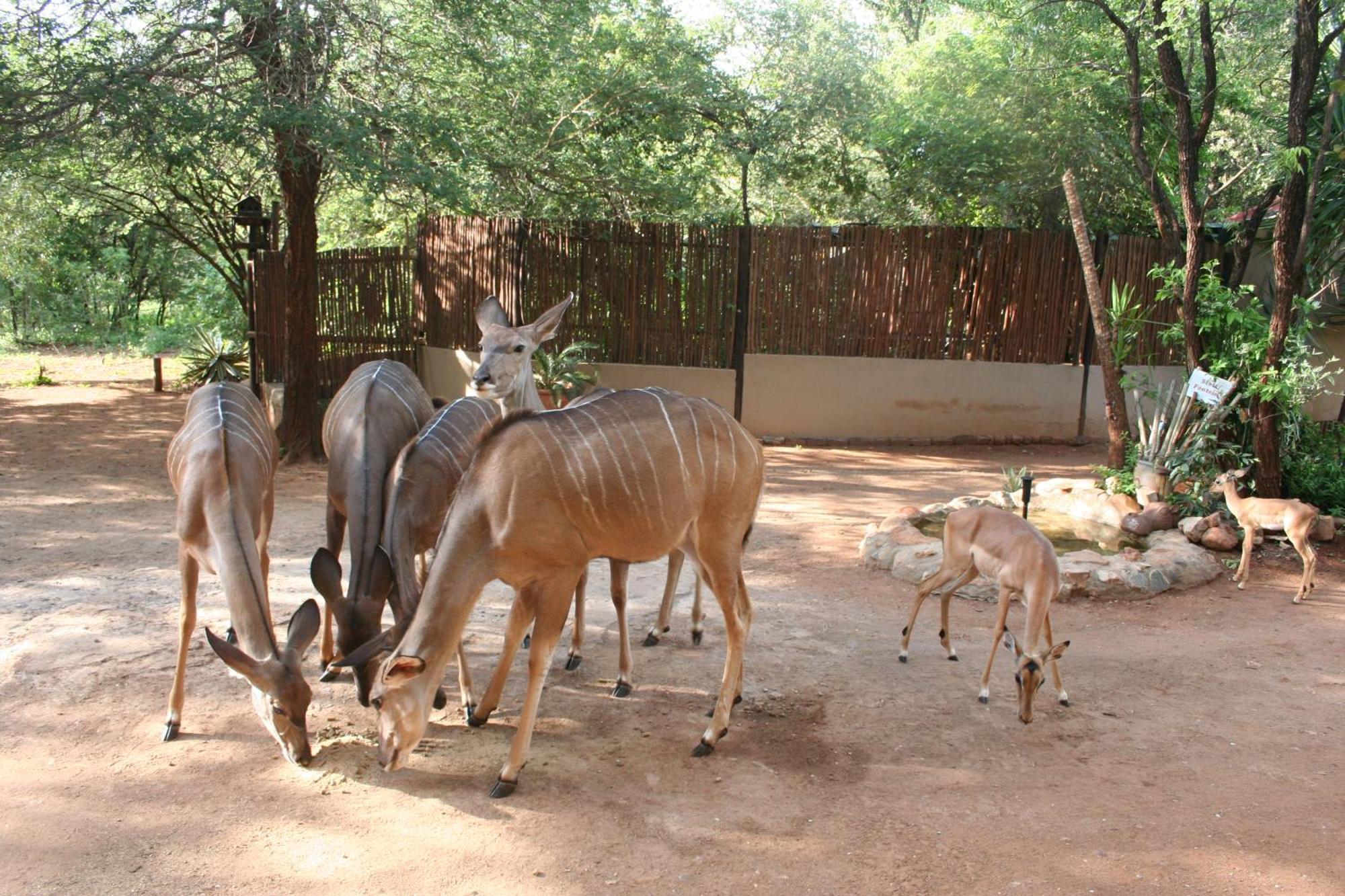 Kiburi Lodge @ Kruger, A Secluded Bushveld Getaway Marloth Park Zewnętrze zdjęcie