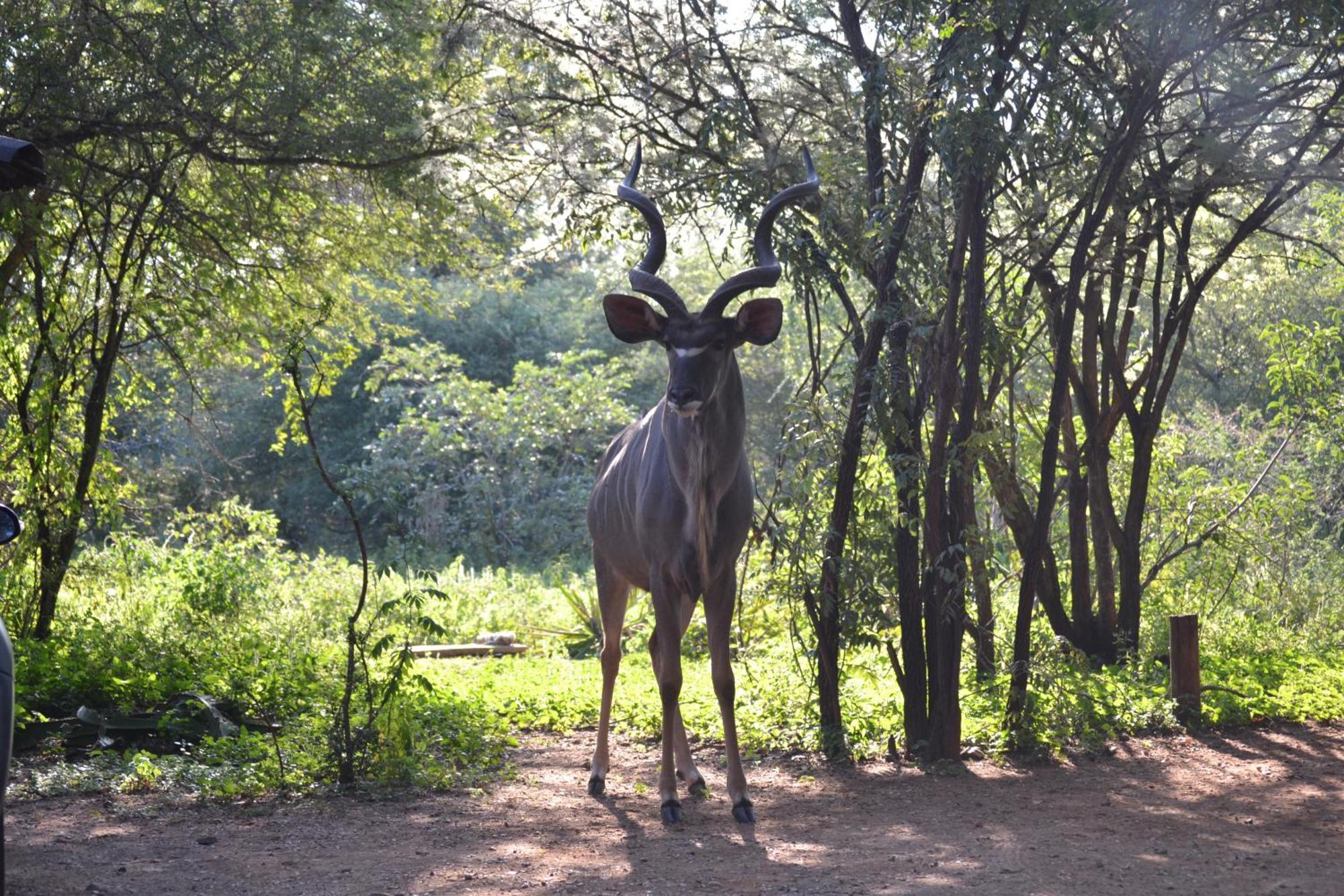 Kiburi Lodge @ Kruger, A Secluded Bushveld Getaway Marloth Park Zewnętrze zdjęcie