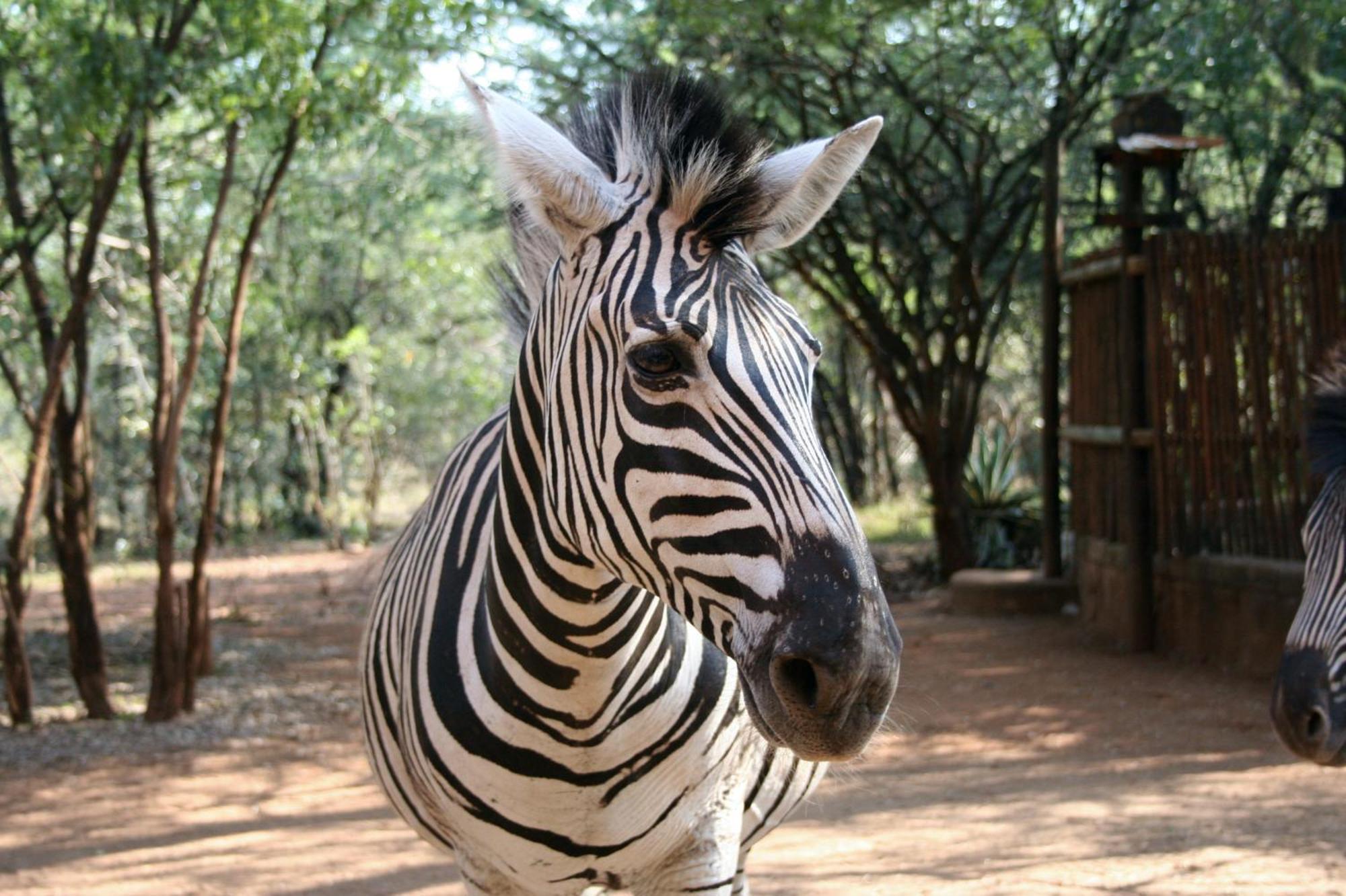 Kiburi Lodge @ Kruger, A Secluded Bushveld Getaway Marloth Park Zewnętrze zdjęcie